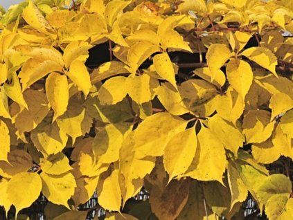 Přísavník pětilistý 'Yellow Wall'  Parthenocissus quinquefolia 'Yellow Wall'