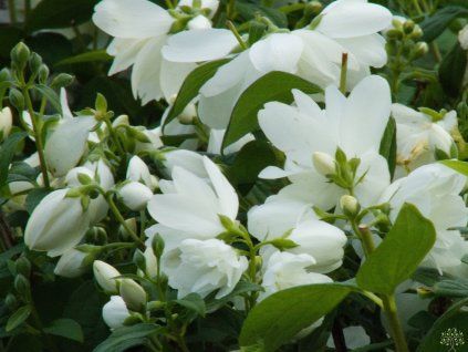 57468 2 57468 2 philadelphus snowbelle 4