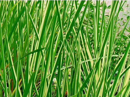 Puškvorec obecný 'Variegatus' - Acorus calamus 'Variegatus'  Acorus calamus 'Variegatus'