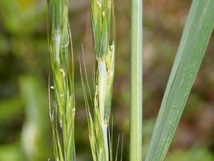 Pýrovník sivý - Elymus glaucus (giganteus)  Elymus glaucus(giganteus)