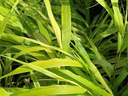 Rákosovka velká 'All Gold' - Hakonechloa macra 'All Gold'  Hakonechloa macra 'All Gold'