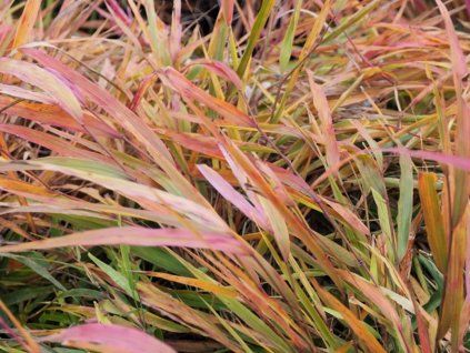 Rákosovka velká 'Beni Kaze' - Hakonechloa 'Beni Kaze'  Hakonechloa 'Beni Kaze'