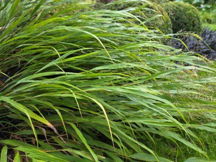 Rákosovka velká 'Greenhills' - Hakonechloa macra 'Greenhills'  Hakonechloa macra 'Greenhills'