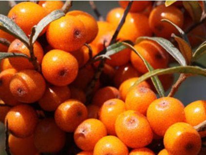 Rakytník řešetlákový 'Altajská'  Hippophae rhamnoides 'Altajská'
