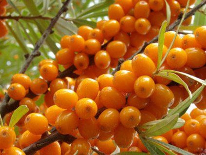 Rakytník řešetlákový 'Aromat'  Hippophae rhamnoides ´Aromat´