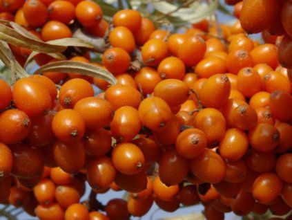 Rakytník řešetlákový 'Leikora'  Hippophae rhamnoides 'Leikora'