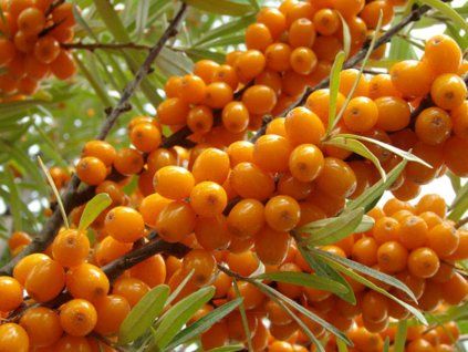 Rakytník řešetlákový 'Nela'  Hippophae rhamnoides 'Nela'