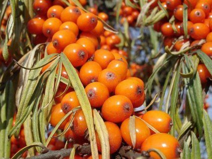 Rakytník řešetlákový 'Pantělejevská'  Hippophae rhamnoides 'Pantělejevská'