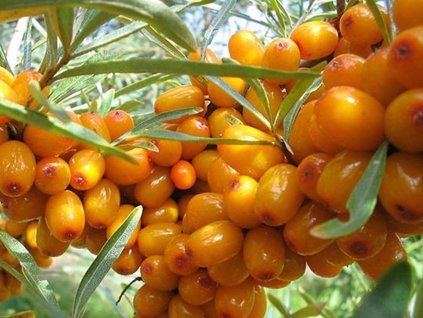 Rakytník řešetlákový 'Podruga'  Hippophae rhamnoides 'Podruga'