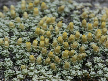 Raulie jižní - Raoulia australis  Raoulia australis