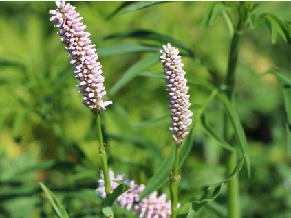Rdesno bistorta 'Superbum' - Polygonum bistorta'Superbum'  Polygonum bistorta 'Superbum'