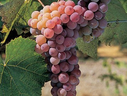 Réva vinná 'Canadice'  Vitis vinifera 'Canadice'