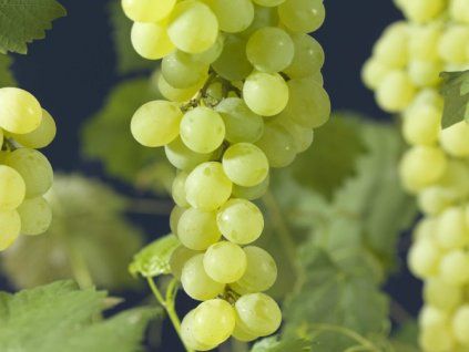 Réva vinná 'Himrod'  Vitis vinifera 'Himrod'