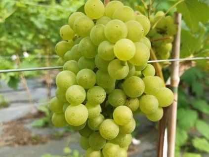 Réva vinná 'Iza Zaliwska'  Vitis vinifera 'Iza Zaliwska'