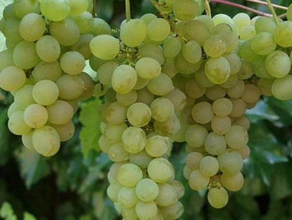 Réva vinná 'Lilla'  Vitis vinifera 'Lilla'