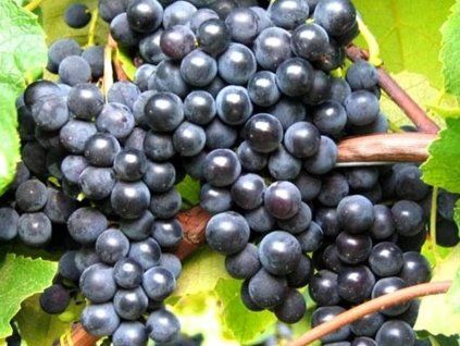 Réva vinná 'New York Muškát'  Vitis vinifera 'New York Muškát'