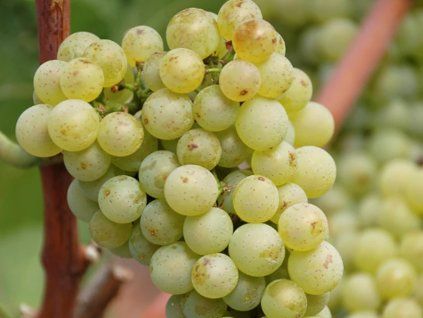 pinot