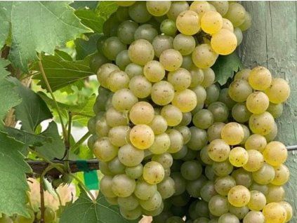 Réva vinná 'Solaris'  Vitis vinifera 'Solaris'