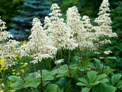 Rodgersie jírovcolistá - Rodgersia aesculifolia  Rodgersia aesculifolia