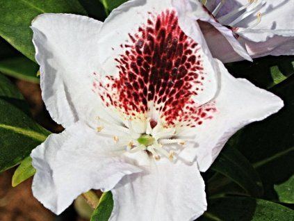 calsap2