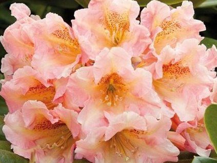 Rododendron 'Flautando'  Rhododendron 'Flautando'