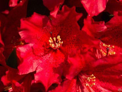 58416 58416 rhododendron taragona 2