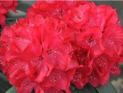 royal red