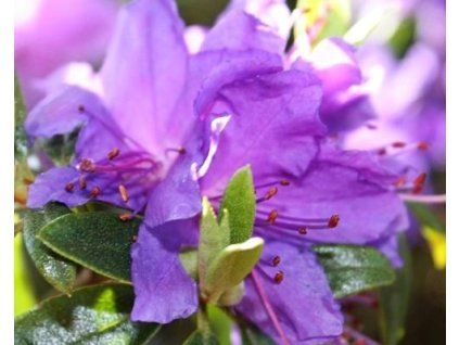 58485 1 rododendron obtizeny gristede