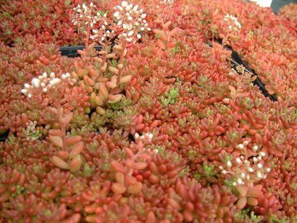 Rozchodník bílý 'Coral Carpet' - Sedum album 'Coral Carpet'  Sedum album 'Coral Carpet'