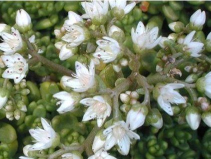 laconicum
