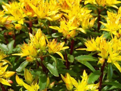 Rozchodník květonosný 'Weichenstephaner Gold'  Sedum floriferum 'Weichenstephaner Gold'