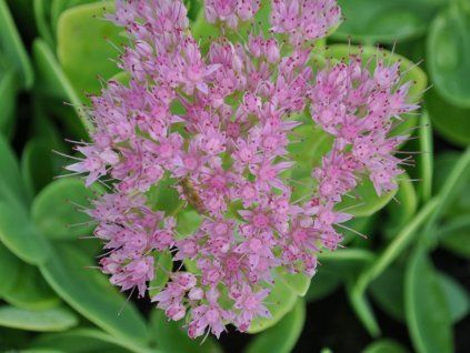 Rozchodník nádherný 'Carmen' - Sedum spectabile 'Carmen'  Sedum spectabile 'Carmen'