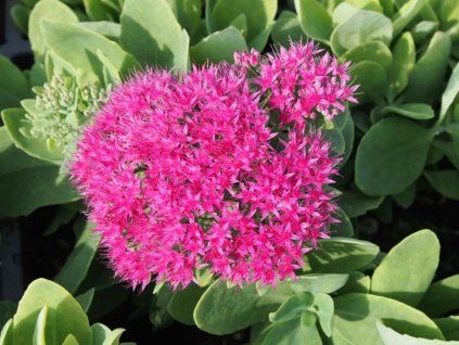 58662 1 rozchodnik nadherny meteor sedum spectabile meteor