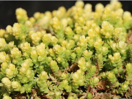 Rozchodník ostrý 'Yellow Queen' - Sedum acre 'Yellow Queen'  Sedum acre 'Yellow Queen'