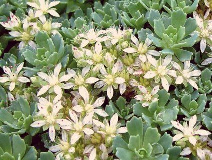Rozchodník pachyclados - Sedum pachyclados  Sedum pachyclados