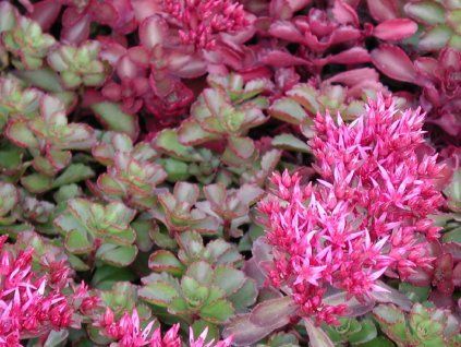 Rozchodník pochybný 'Fuldaglut' - Sedum spurium 'Fuldaglut'  Sedum spurium 'Fuldaglut'