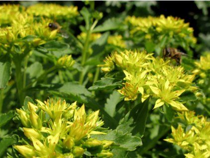 58713 58713 rozchodnik selskianum sedum selskianum