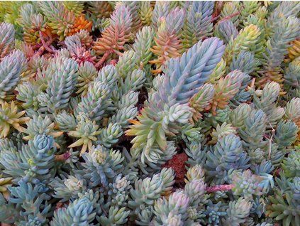 sedum re