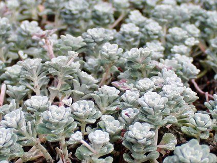 Rozchodník lžičkolistý 'Cape Blanco' - Sedum spathulifolium 'Cape Blanco'  Sedum spahtulifolium 'Cape Blanco'