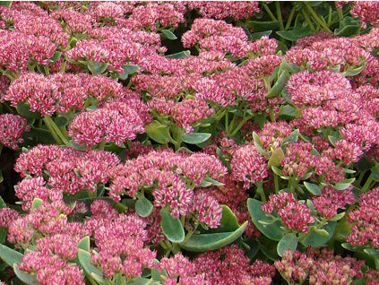 Rozchodník velký 'Herbstfreude' - Sedum telephium 'Herbstfreude'  Sedum telephium 'Herbstfreude'