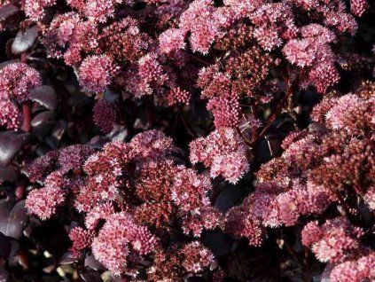 Rozchodník velký 'Purple Emperor' - Sedum telephium 'Purple Emperor'  Sedum telephium 'Purple Emperor'