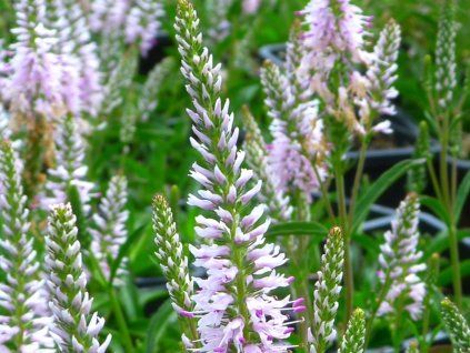 Rozrazil klasnatý 'Inspire Rose' - Veronica spicata 'Inspire Rose'  Veronica spicata 'Inspire Rose'