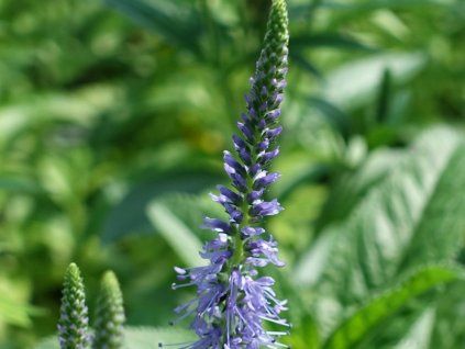 Rozrazil klasnatý 'Nana Blauteppich' - Veronica spicata 'Nana Blauteppich'  Veronica spicata 'Nana Blauteppich'