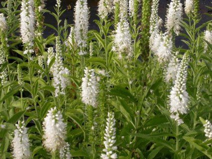 Rozrazil viržinský 'Alba' - Veronica virginica 'Alba'  Veronica virginica 'Alba'