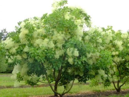 cottinus