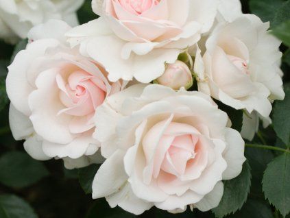 Růže 'Aspirin® Rose' (Balení kontejner C2)