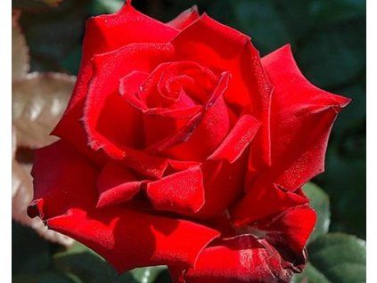 59238 1 ruze ingrid bergman hybrid tea poulsen