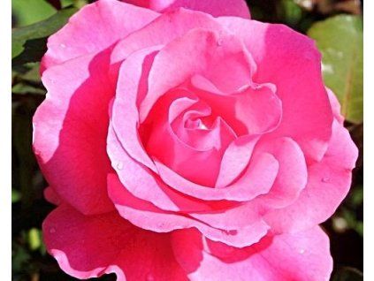 59364 1 ruze romanze