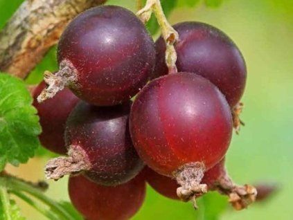 Rybíz 'Josta'  Ribes nigrum 'Josta'