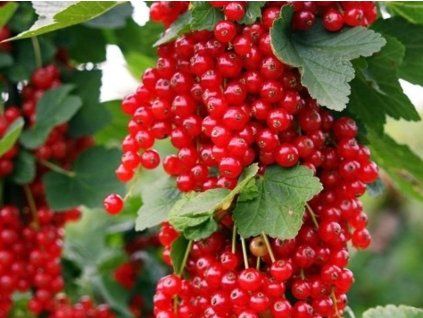 Rybíz 'Rovada'  Ribes rubrum 'Rovada'